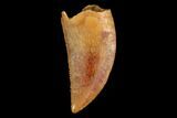 Serrated, Raptor Tooth - Real Dinosaur Tooth #124875-1